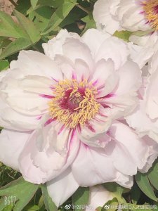 ​洛阳地脉花最宜，牡丹尤为天下奇。@豆瓣吃瓜人才组啦啦啦