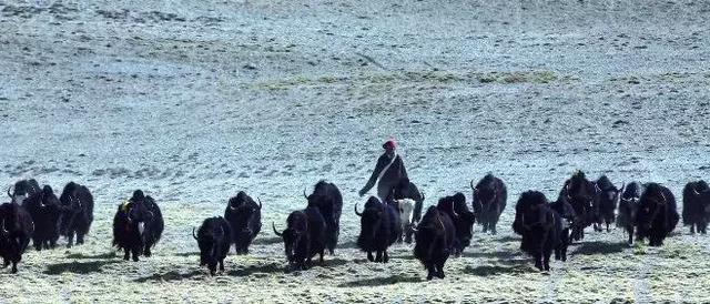 亡命羌塘：中国四大无人区之一，眼睛上天堂，身体下地狱