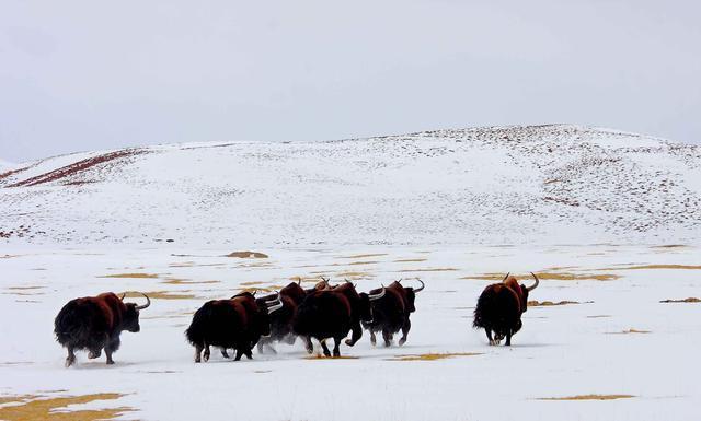 亡命羌塘：中国四大无人区之一，眼睛上天堂，身体下地狱