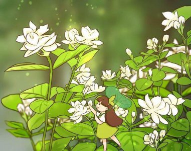 ​一盆花两种颜色,漂亮的双色茉莉,只需要做好这几件事!