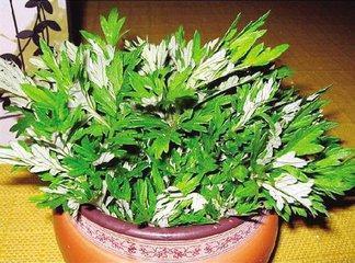 她每天坚持用艾草泡脚，不到一个月身体发生了奇妙的转变！