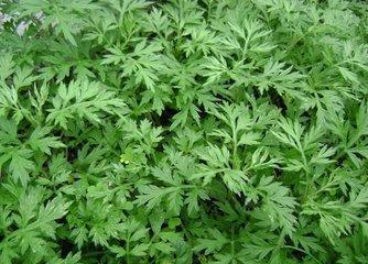 她每天坚持用艾草泡脚，不到一个月身体发生了奇妙的转变！