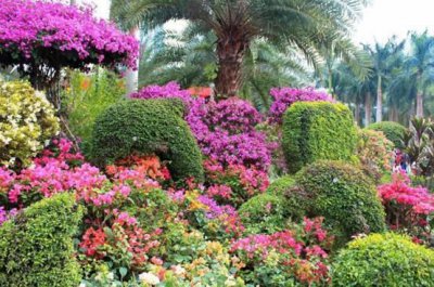 ​深圳有一新晋网红打卡公园，最吸引人的地方，是漫山遍野的花海