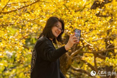 ​满目金黄 世界古银杏之乡妥乐迎来最佳观赏期