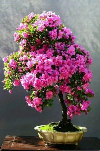 ​杜鹃花的五大品系，风格迥异，绚丽多彩，你家的杜鹃花是哪种？