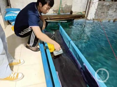 ​浙江临海搁浅的最后一头瓜头鲸死亡，肝肾功能一直未恢复