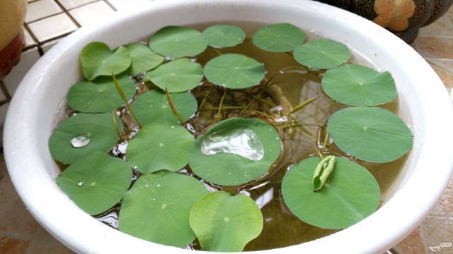 栽种碗莲时，用大盆种好，还是小盆种好？选对了才能花开两个月