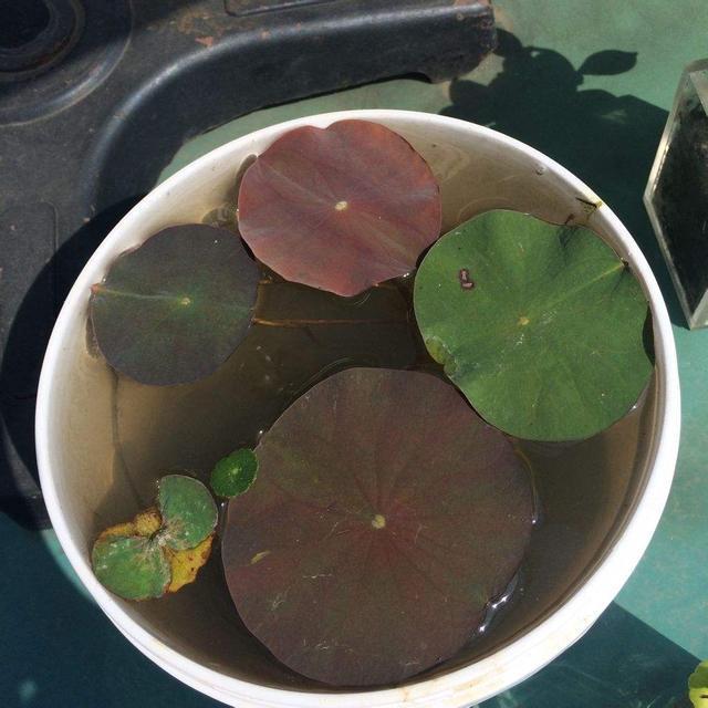 栽种碗莲时，用大盆种好，还是小盆种好？选对了才能花开两个月