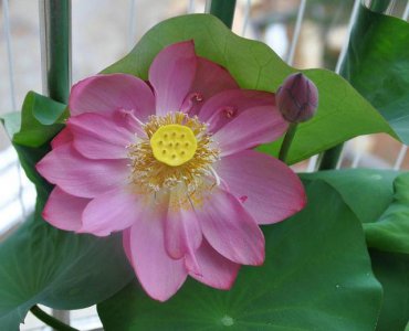 ​栽种碗莲时，用大盆种好，还是小盆种好？选对了才能花开两个月