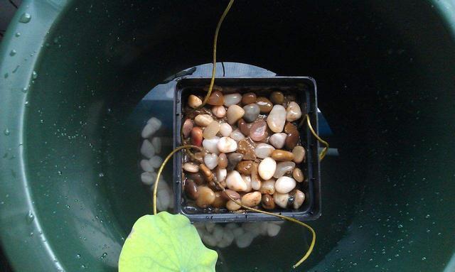 栽种碗莲时，用大盆种好，还是小盆种好？选对了才能花开两个月