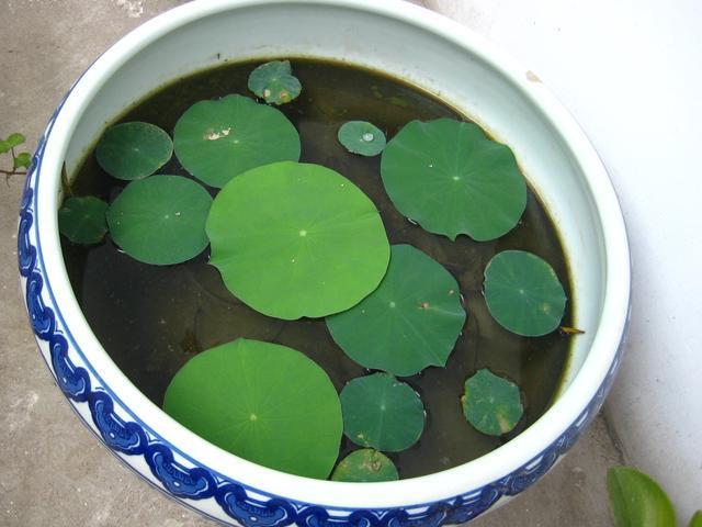 栽种碗莲时，用大盆种好，还是小盆种好？选对了才能花开两个月