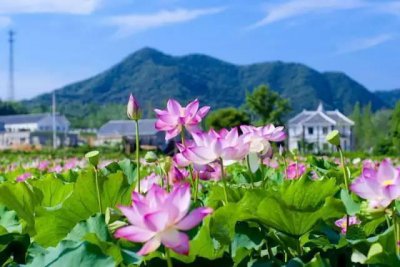 ​河南当之无愧的最美乡村就在信阳 享誉世界