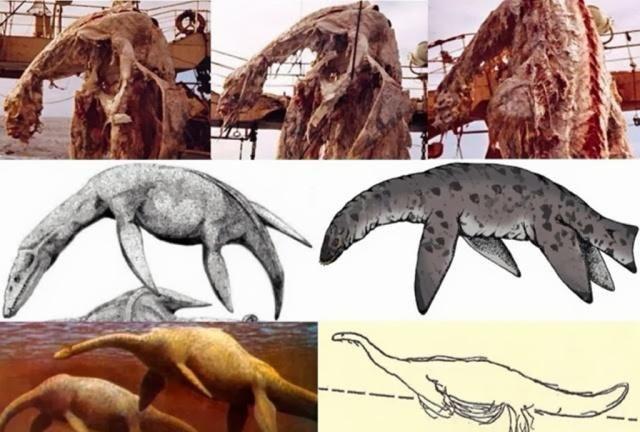 日本渔船捕获神秘怪兽尸体，却因船长一个举动，成无解之谜