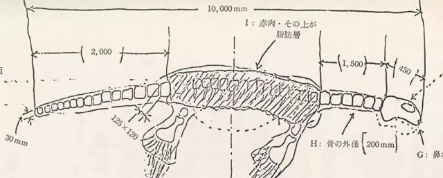 日本渔船捕获神秘怪兽尸体，却因船长一个举动，成无解之谜