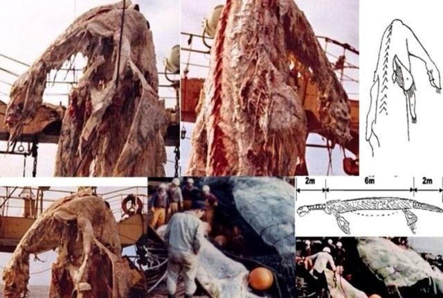 日本渔船捕获神秘怪兽尸体，却因船长一个举动，成无解之谜