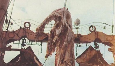 ​日本渔船捕获神秘怪兽尸体，却因船长一个举动，成无解之谜