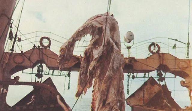 日本渔船捕获神秘怪兽尸体，却因船长一个举动，成无解之谜