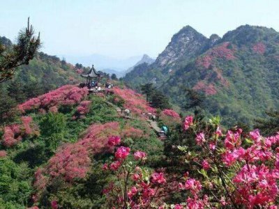 ​湖北麻城杜鹃花海,最值得去地方,美极了!!