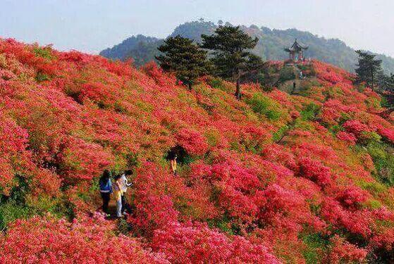 湖北麻城杜鹃花海,最值得去地方,美极了!!