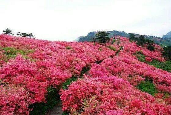 湖北麻城杜鹃花海,最值得去地方,美极了!!