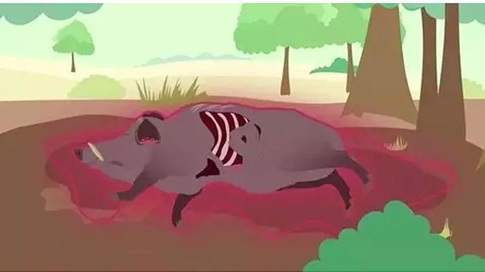 “非洲猪瘟”再次爆发,做到这2点,才能放心吃猪肉!