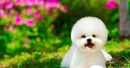 比熊都有哪些造型？最后一个是不是很拉风？