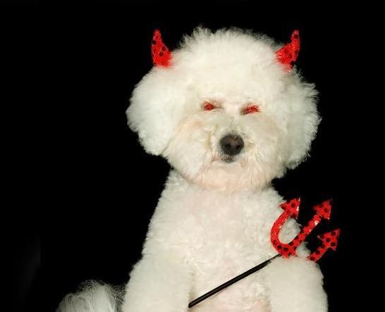 比熊都有哪些造型？最后一个是不是很拉风？