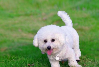 ​比熊都有哪些造型？最后一个是不是很拉风？