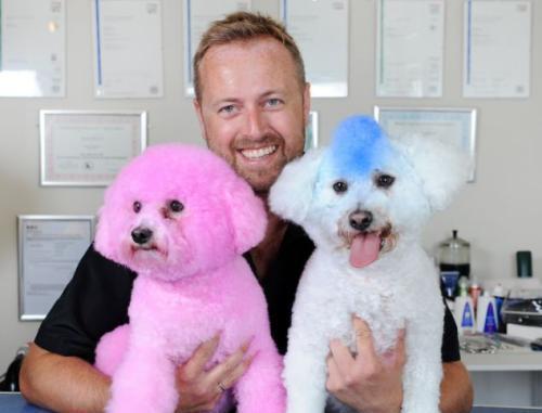 比熊都有哪些造型？最后一个是不是很拉风？