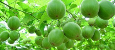 ​这种果子有“神仙果”美誉，用它煮茶清咽润喉，每个售价高达4元