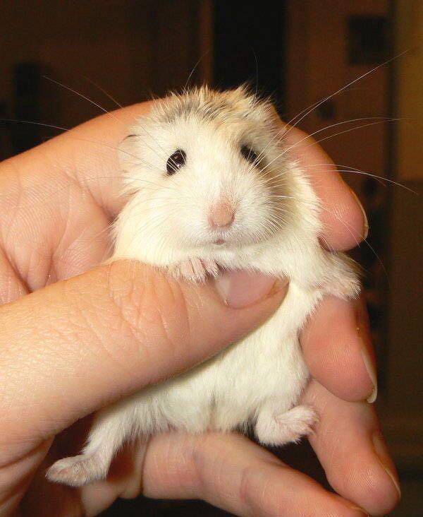 看起来像老爷爷 但它却是世界上最小的仓鼠