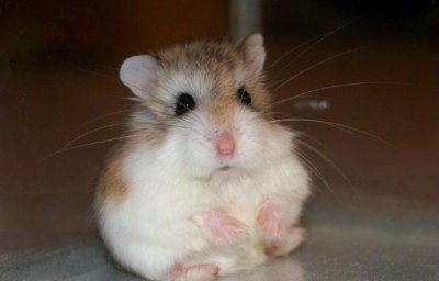 ​看起来像老爷爷 但它却是世界上最小的仓鼠