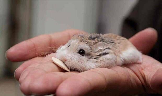 看起来像老爷爷 但它却是世界上最小的仓鼠