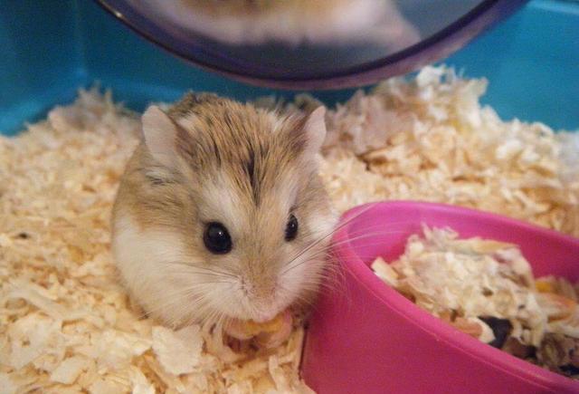 看起来像老爷爷 但它却是世界上最小的仓鼠