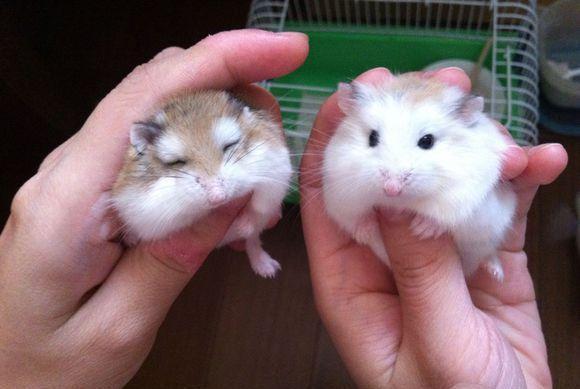 看起来像老爷爷 但它却是世界上最小的仓鼠