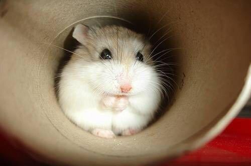 看起来像老爷爷 但它却是世界上最小的仓鼠