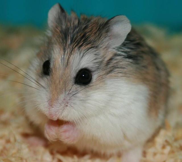 看起来像老爷爷 但它却是世界上最小的仓鼠