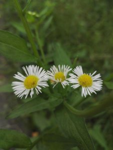 ​秋游凤凰山公园, 蒋介石离开大陆最后之地