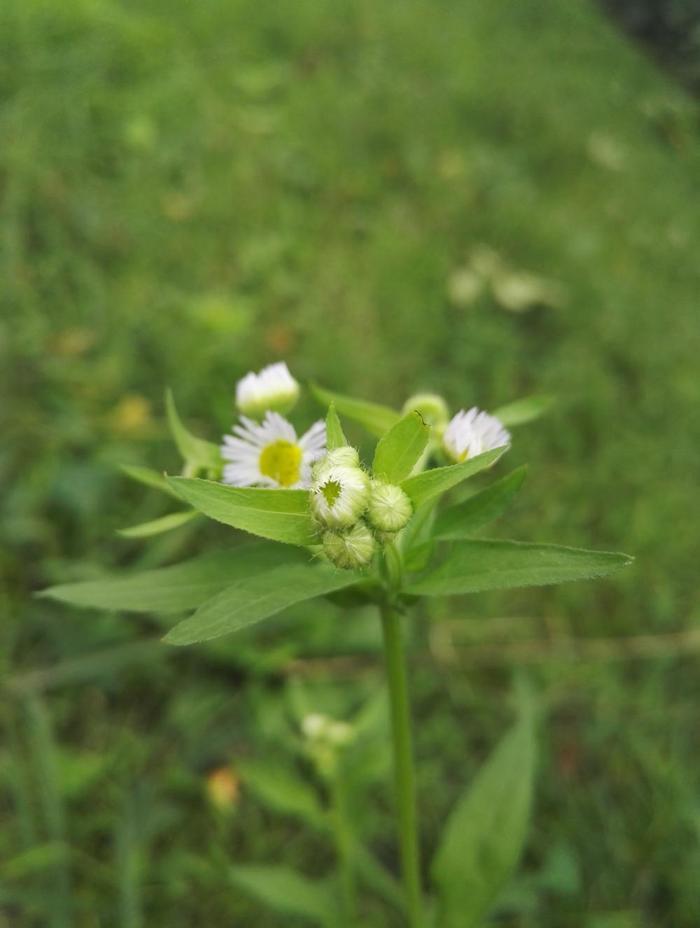 秋游凤凰山公园, 蒋介石离开大陆最后之地
