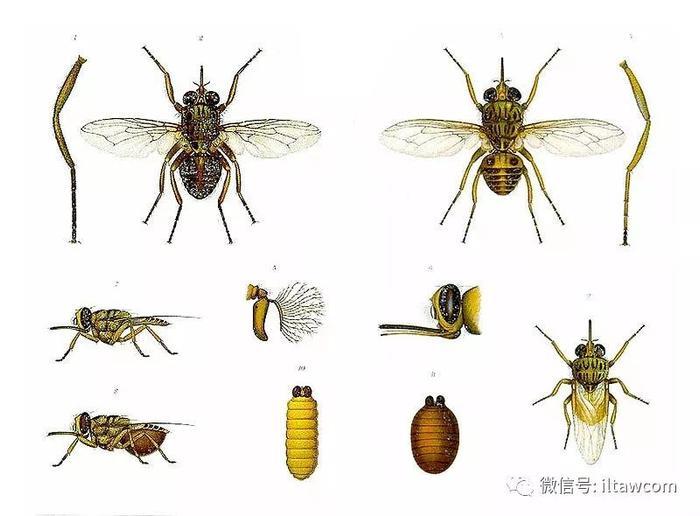 昏睡病与采采蝇