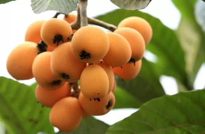 表皮“有毛”的4种水果,猜你能想到3种,第4种你肯定想不到!