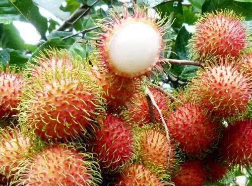 表皮“有毛”的4种水果,猜你能想到3种,第4种你肯定想不到!