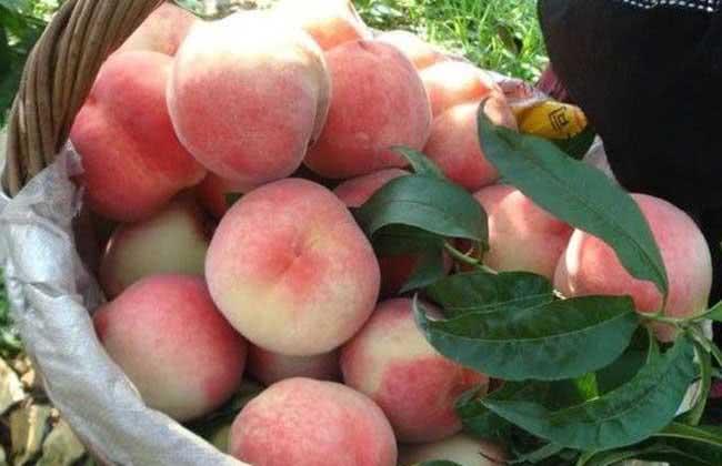 表皮“有毛”的4种水果,猜你能想到3种,第4种你肯定想不到!