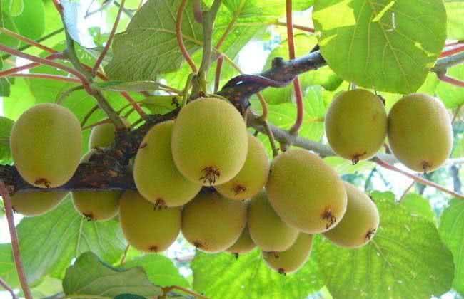 表皮“有毛”的4种水果,猜你能想到3种,第4种你肯定想不到!