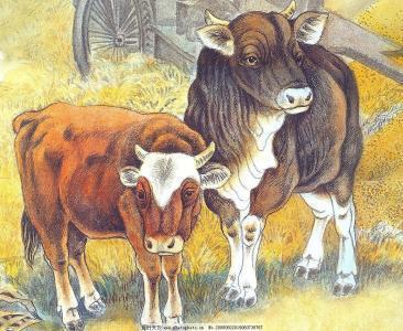 这些生肖眼高手低，最容易把自己耽误