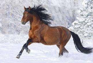 这些生肖眼高手低，最容易把自己耽误