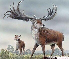 曾经生活在地球上的最大的鹿