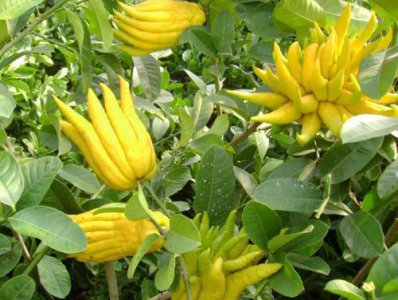 ​世界十大奇异的水果你吃过几个呢？