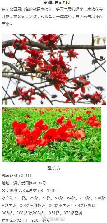 深圳这些花开了，成片花海美如画！最佳赏花地，推荐这几个！