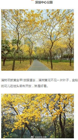 深圳这些花开了，成片花海美如画！最佳赏花地，推荐这几个！